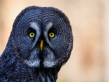 Close-up portrait of a bird