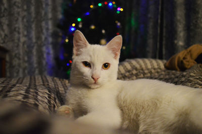 White cats relaxing on bed and looking at camera in front of christmas lights