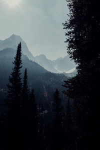 Pine trees in forest against sky