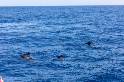 View of swimming in sea