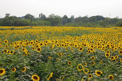 Scenic view of sunflower field