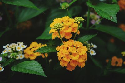 Yellow lantana flowers