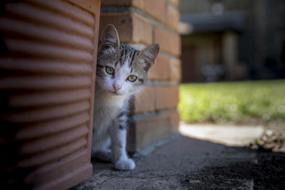 Portrait of cat looking at camera