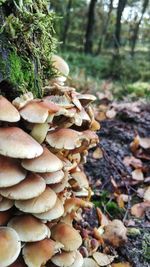 Close-up of mushroom growing in forest