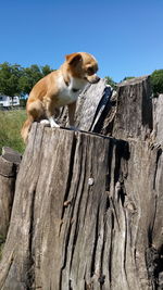 Low angle view of dog on wood against sky