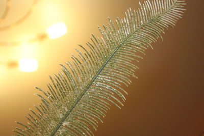 Close-up of palm tree against sky during sunset