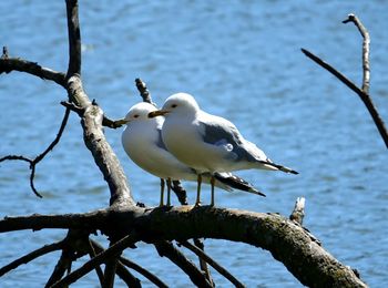 Bird perching on tree