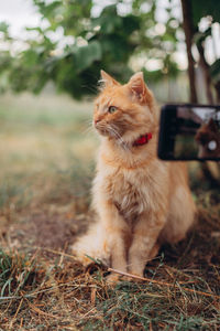 Cat sitting on a field