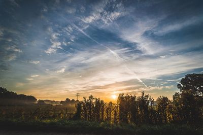 Trees on field against sky at sunset