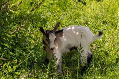 Dog standing in field