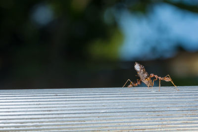 Close-up of insect on metal