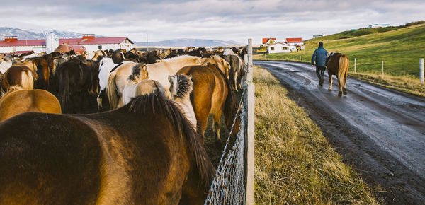 Panoramic shot of cows on field against sky