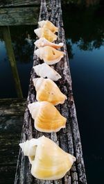 Close-up of ice cream on wooden post in lake