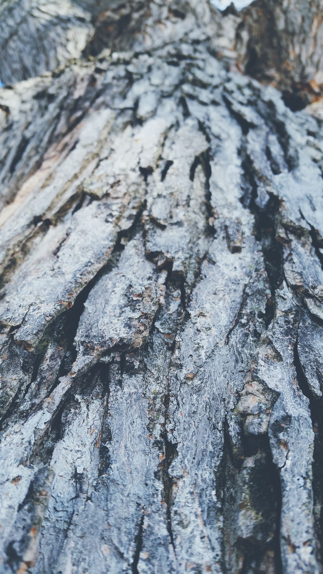 Trunk pattern