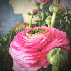 Close-up of pink rose