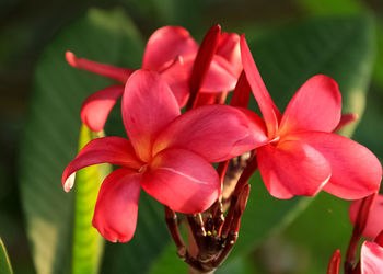 Close-up of red flowers against blurred background