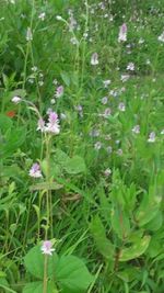 Flowers blooming outdoors