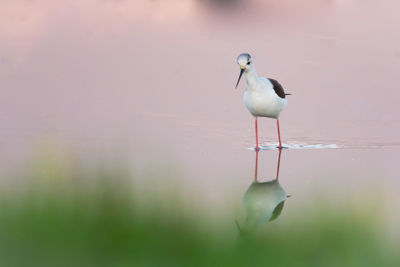 Close-up of bird perching on a lake