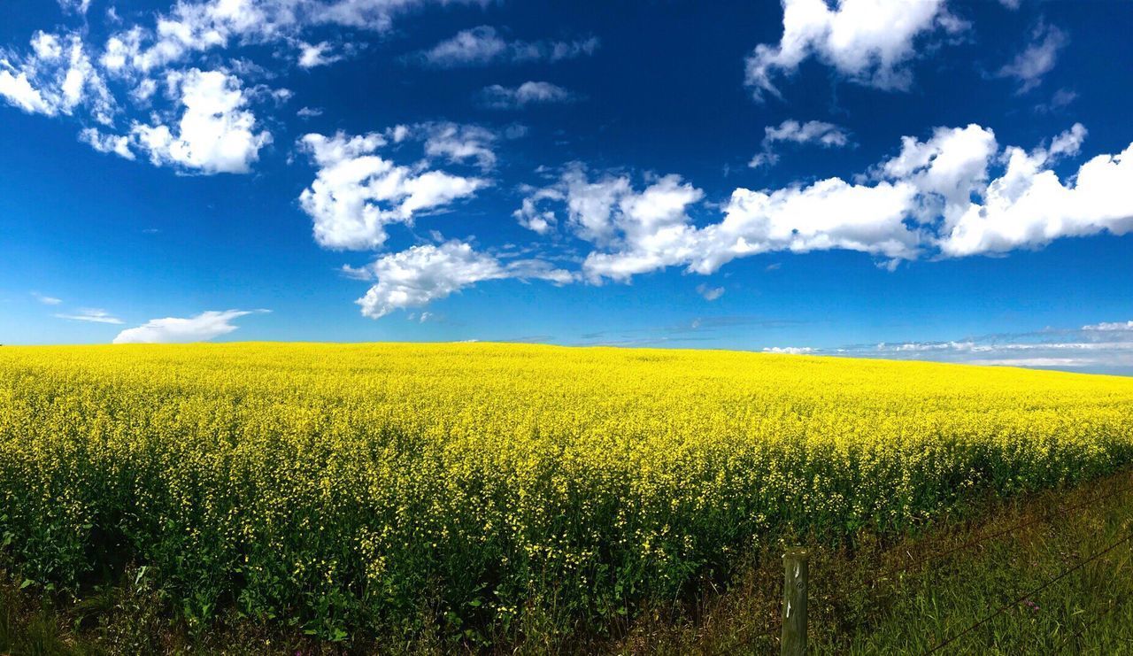 SCENIC VIEW OF FIELD AGAINST YELLOW SKY