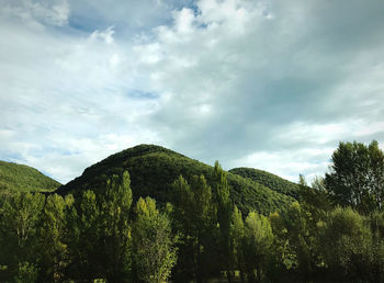 Plants growing on land against sky
