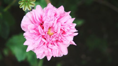 Close-up of pink rose flower