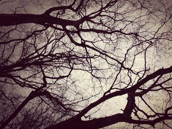 Low angle view of bare trees against sky