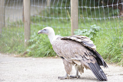 Close-up of bird on field