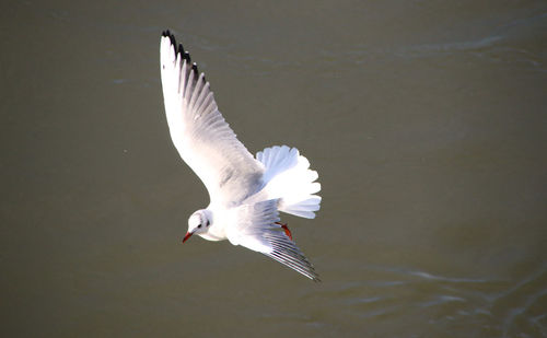 Seagull flying over water