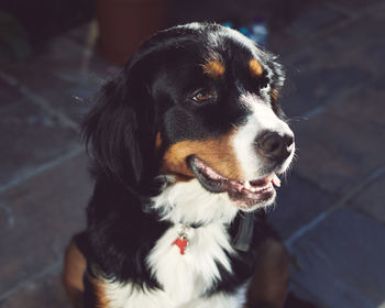 Close-up portrait of bernese mountain dog looking away smiling
