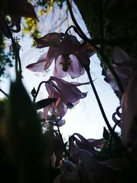 Low angle view of flower tree against sky