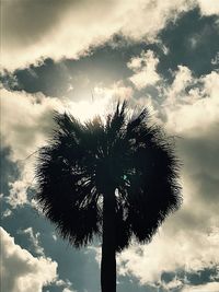 Low angle view of silhouette palm tree against sky