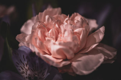 Close-up of pink rose flower