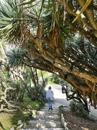 Trees in park