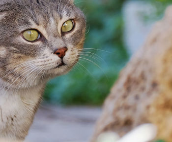 Close-up portrait of cat