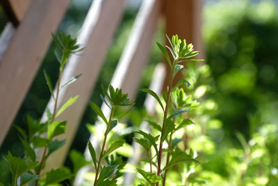 Close-up of plant against blurred background