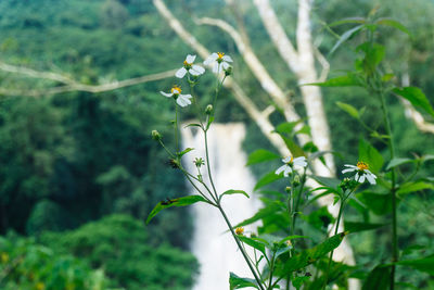 Close-up of flowering plant