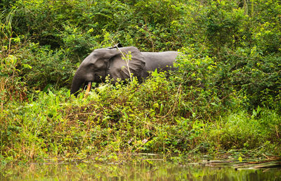 Side view of elephant in forest