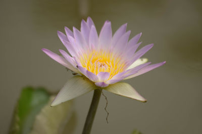 Close-up of purple water lily