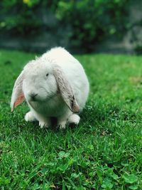 Close-up of sheep on field