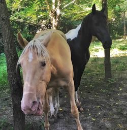 Horse standing in ranch