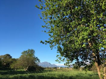 Tree on field against clear blue sky