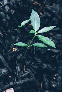 High angle view of plant growing on field