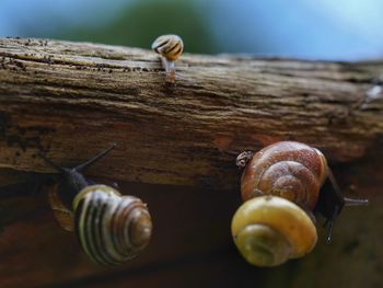 Close-up of snail on white surface