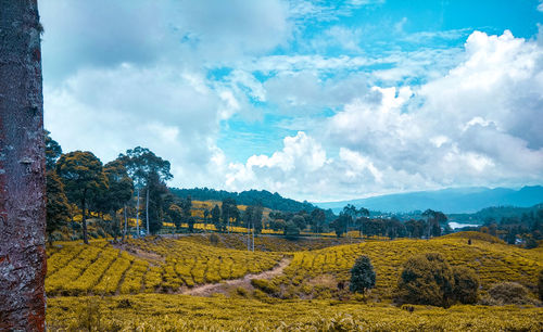 Scenic view of field against sky