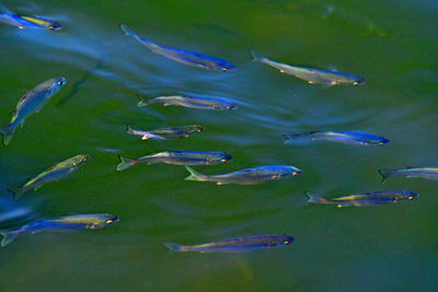 High angle view of fishes swimming in sea