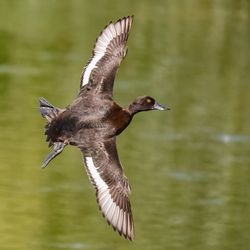 Bird flying over lake