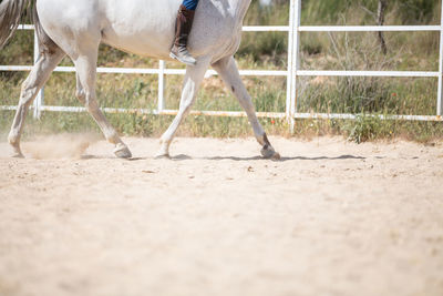 Unrecognizable male riding white horse on sandy ground of enclosure on sunny day on farm