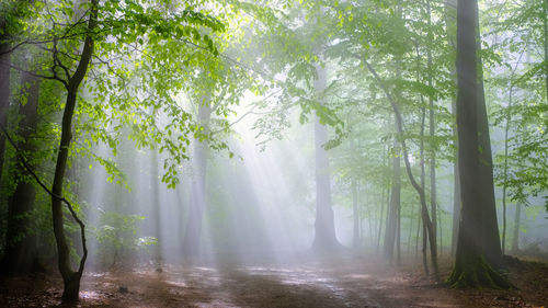 View of trees in forest