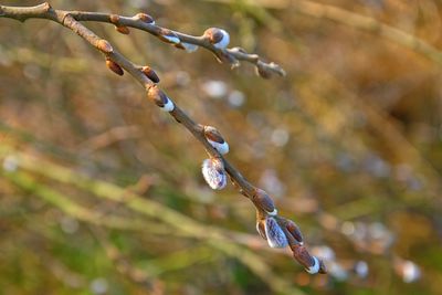 Close-up of snow on twig