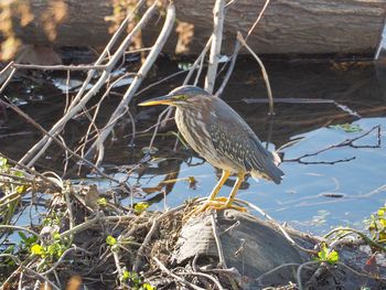 Bird perching on lake